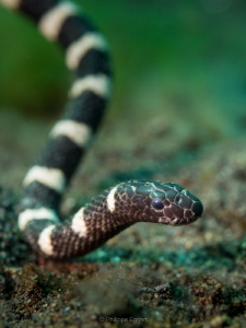 Banded Sea Snake Juvenile by Philippe Eggert 